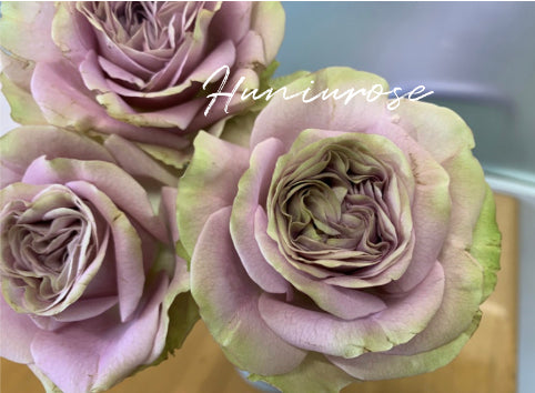 Always on you side Japanese rose
