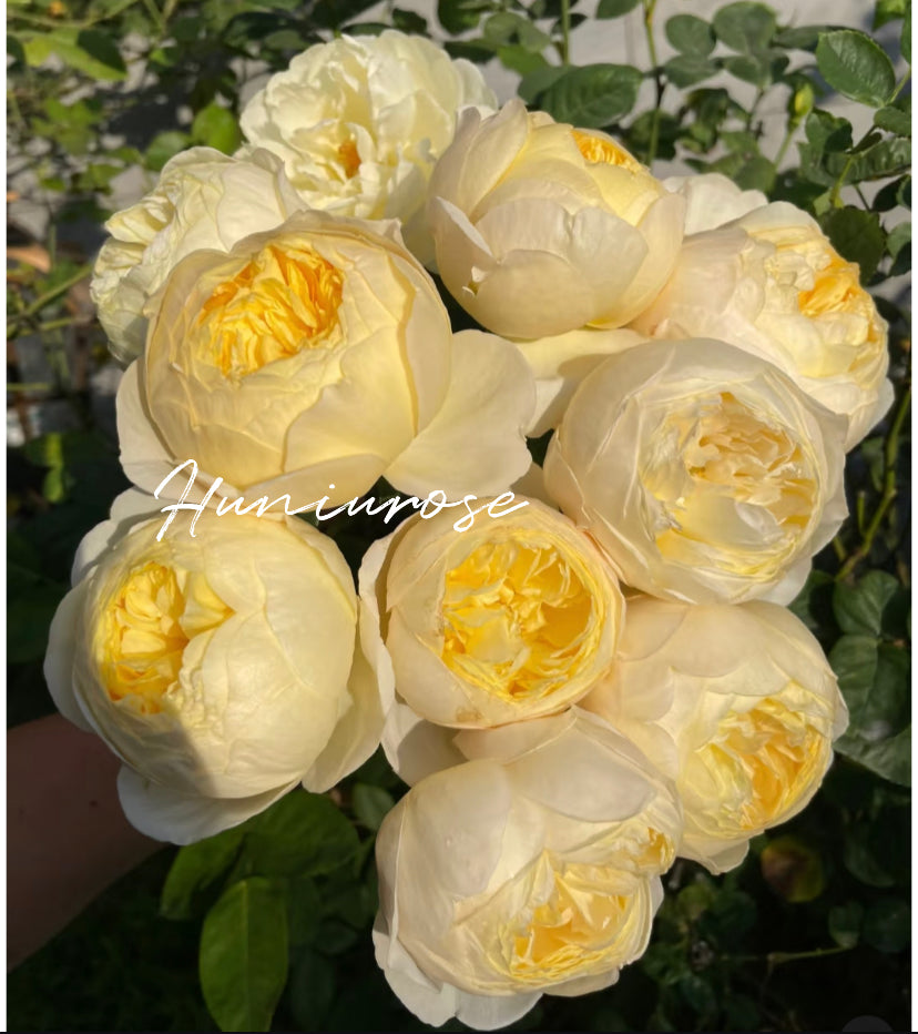 Bird chirp Asia rose