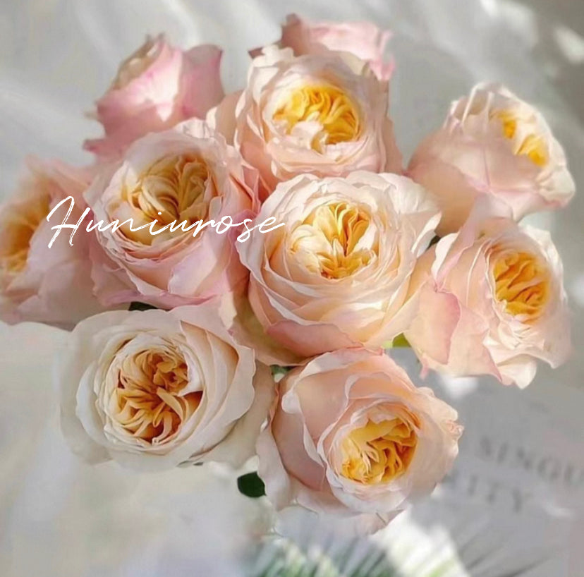 Victory’s peach cutting rose