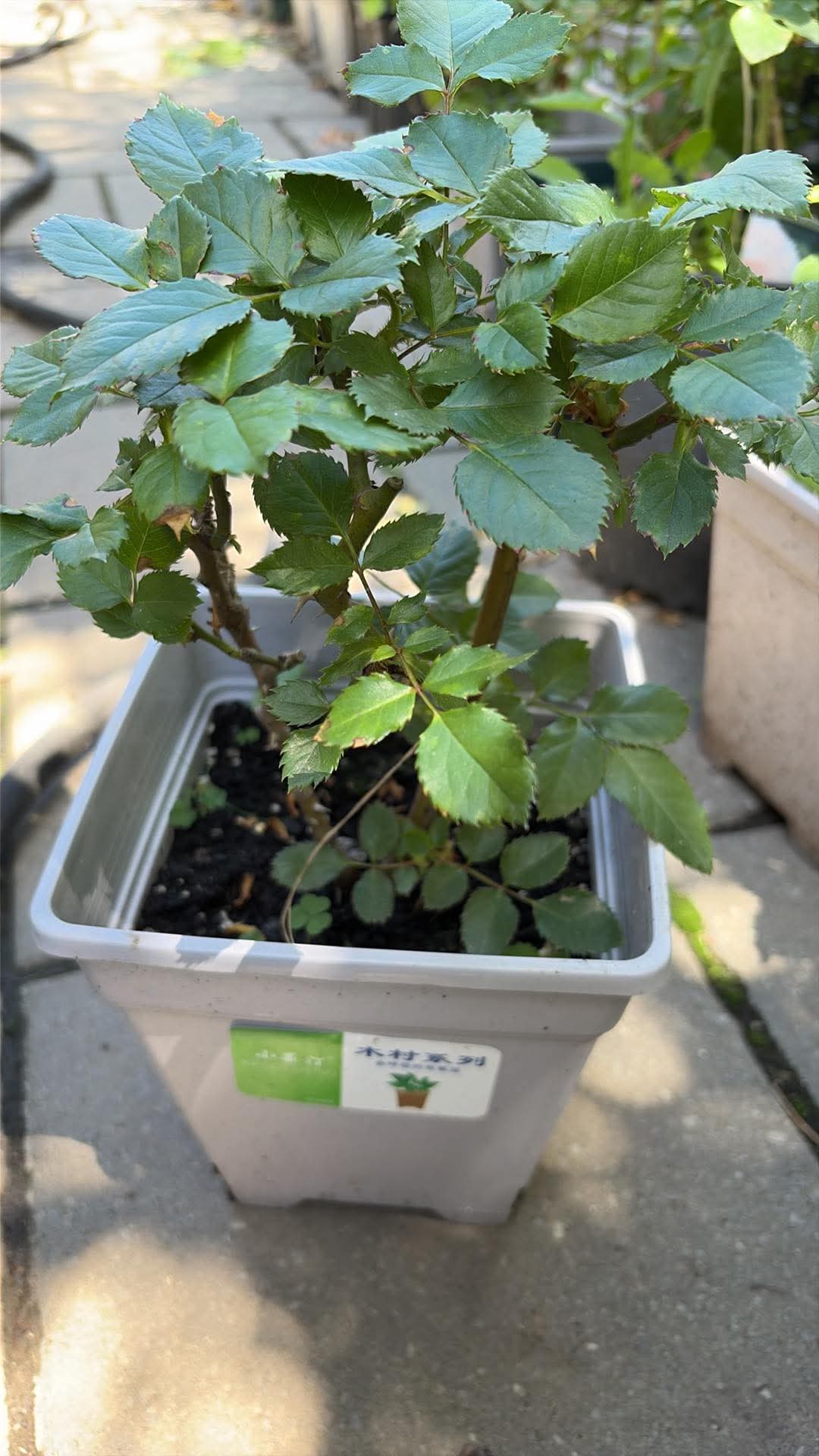 English rose LoS on sale