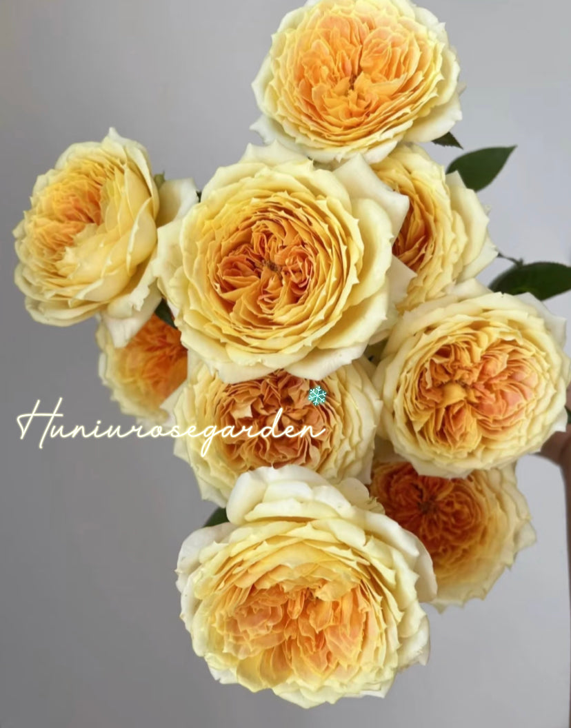 Caramel antike cutting rose