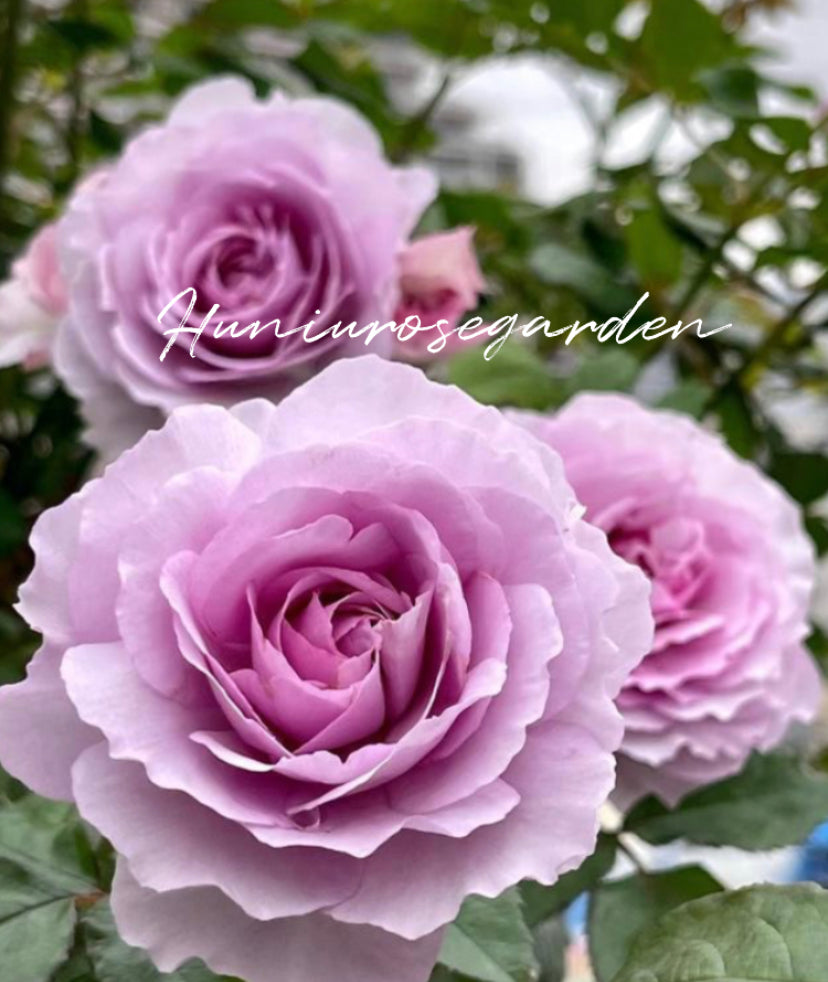 Lilas Japanese rose