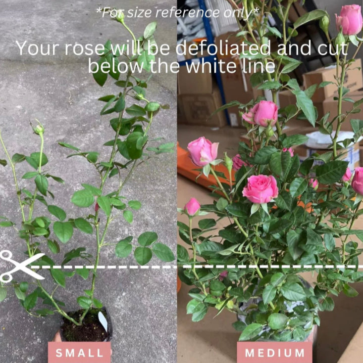 Always on you side Japanese rose