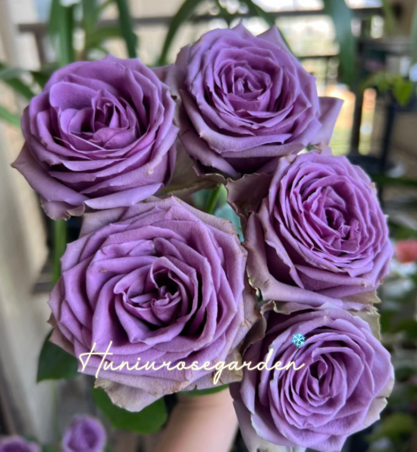 Japanese rose Manzi