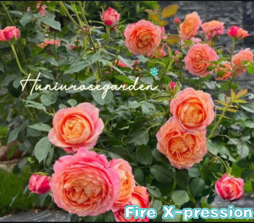 Fire X-pression