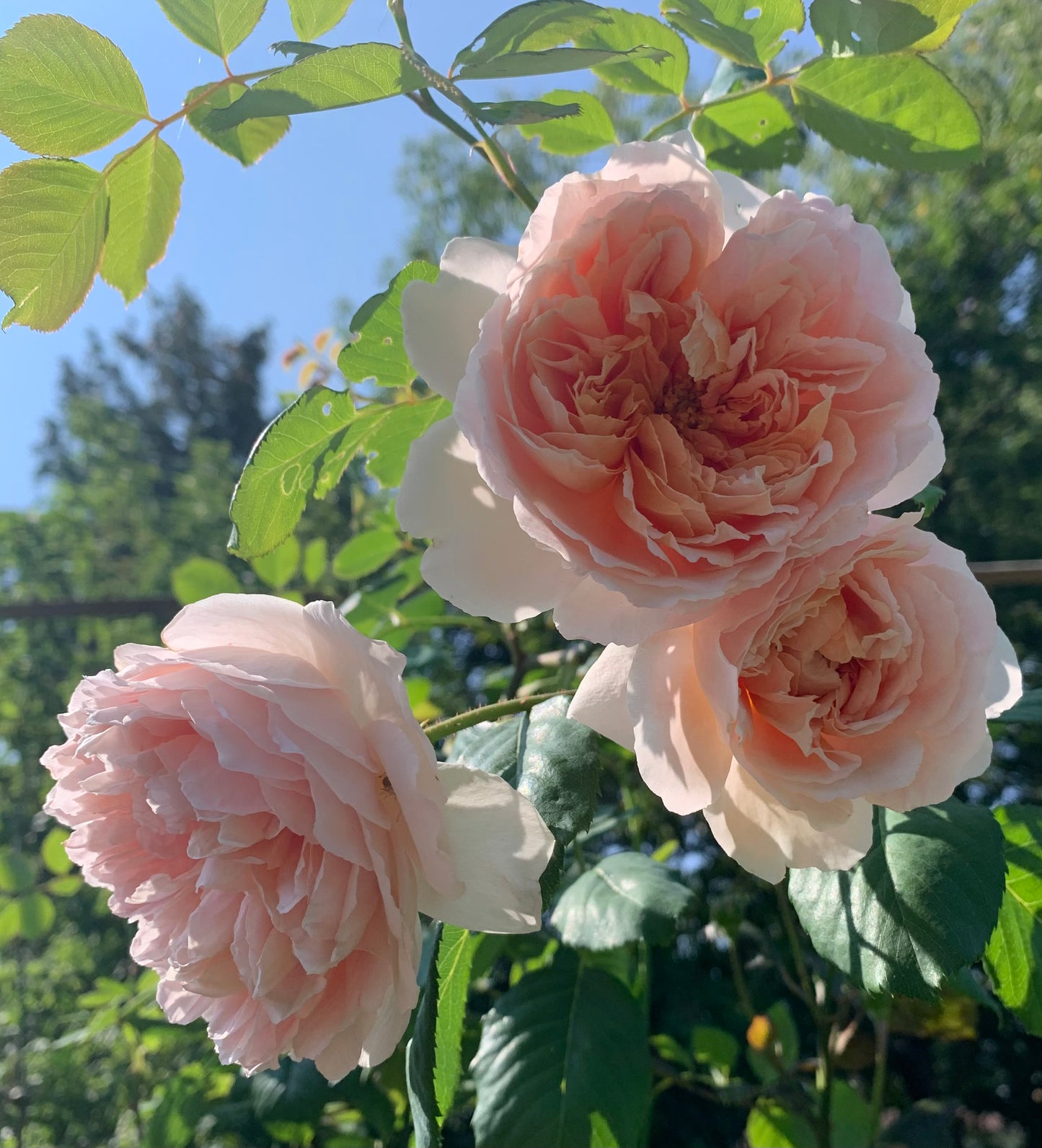 David Austin Rose Evelyn