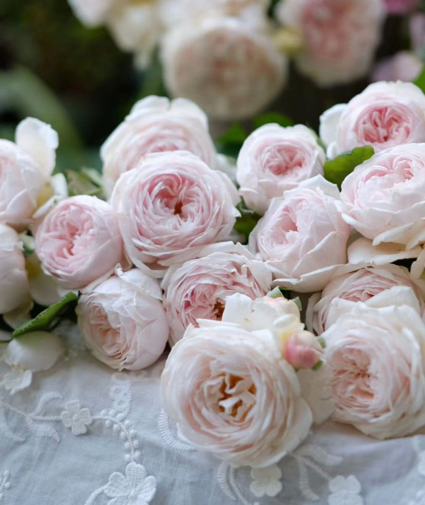 Geoff Hamilton David Austin rose