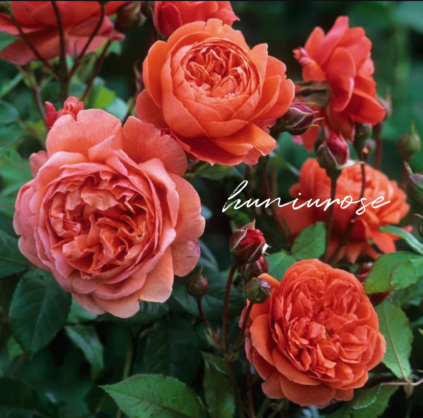 David Austin Summer Song rose in July