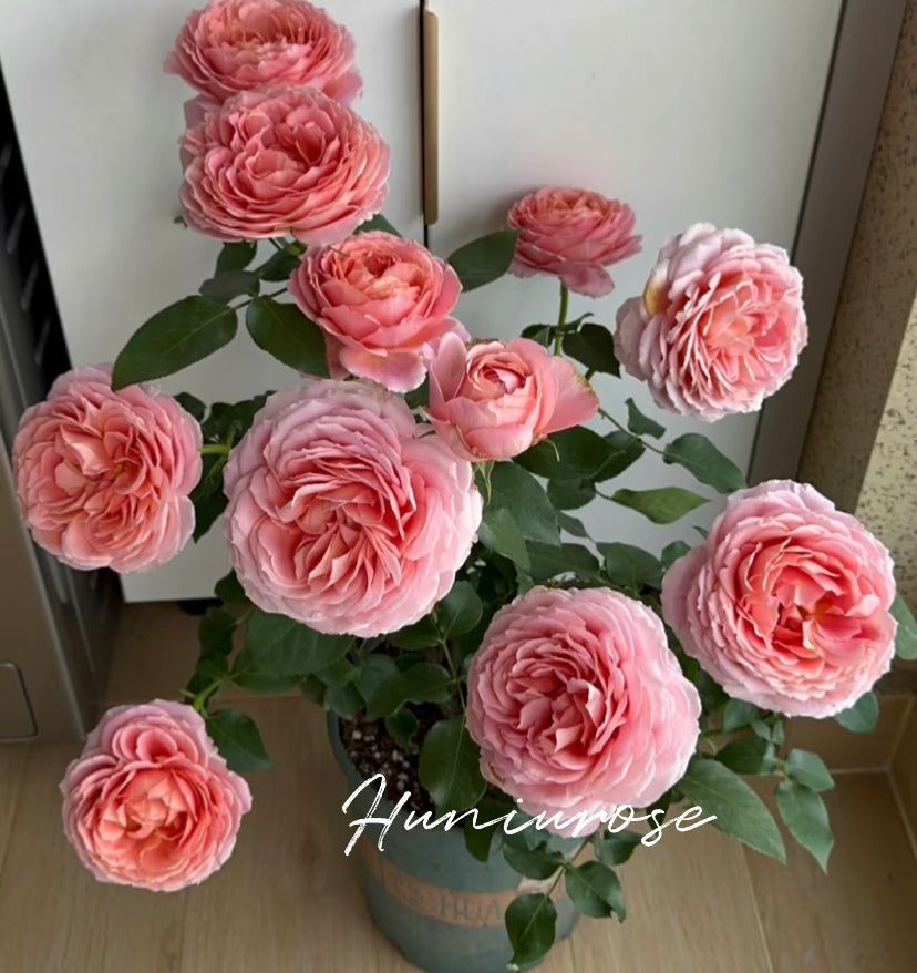 Romantic antike rose