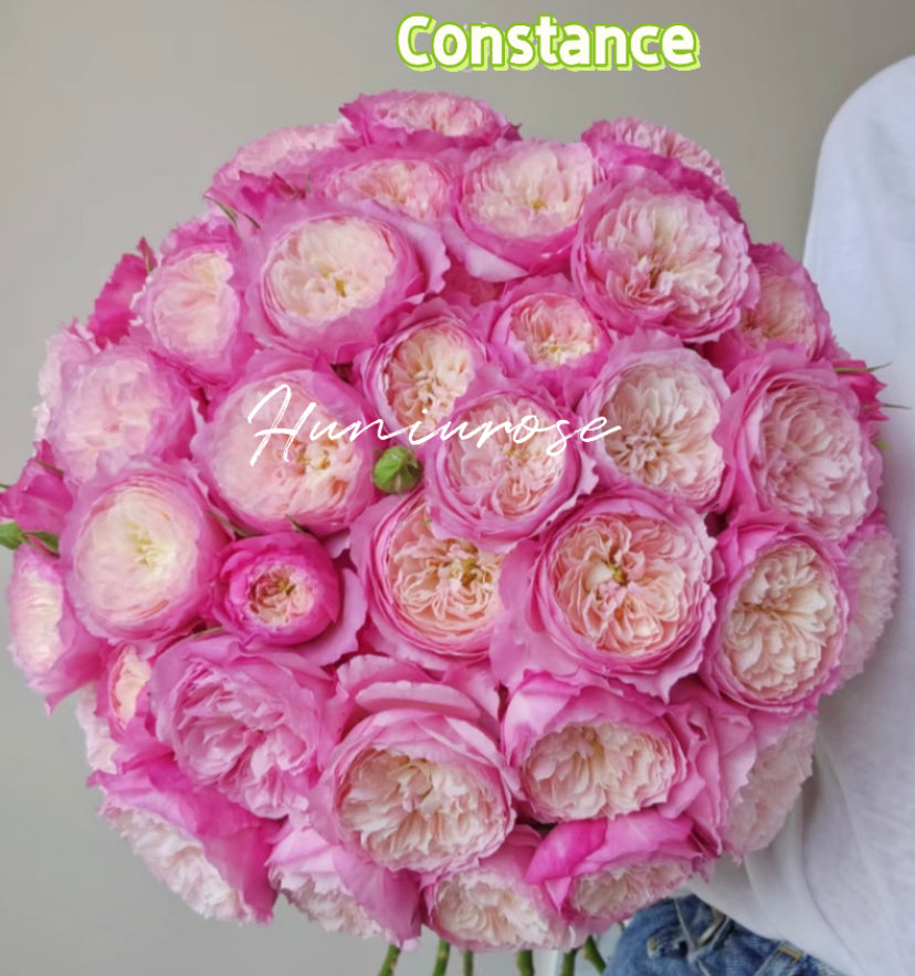 Wedding rose Constance DA