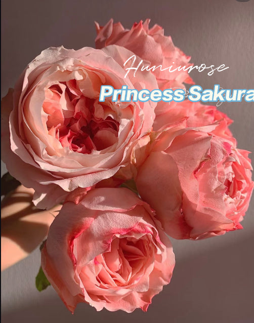 Princess Sakure Japanes rose
