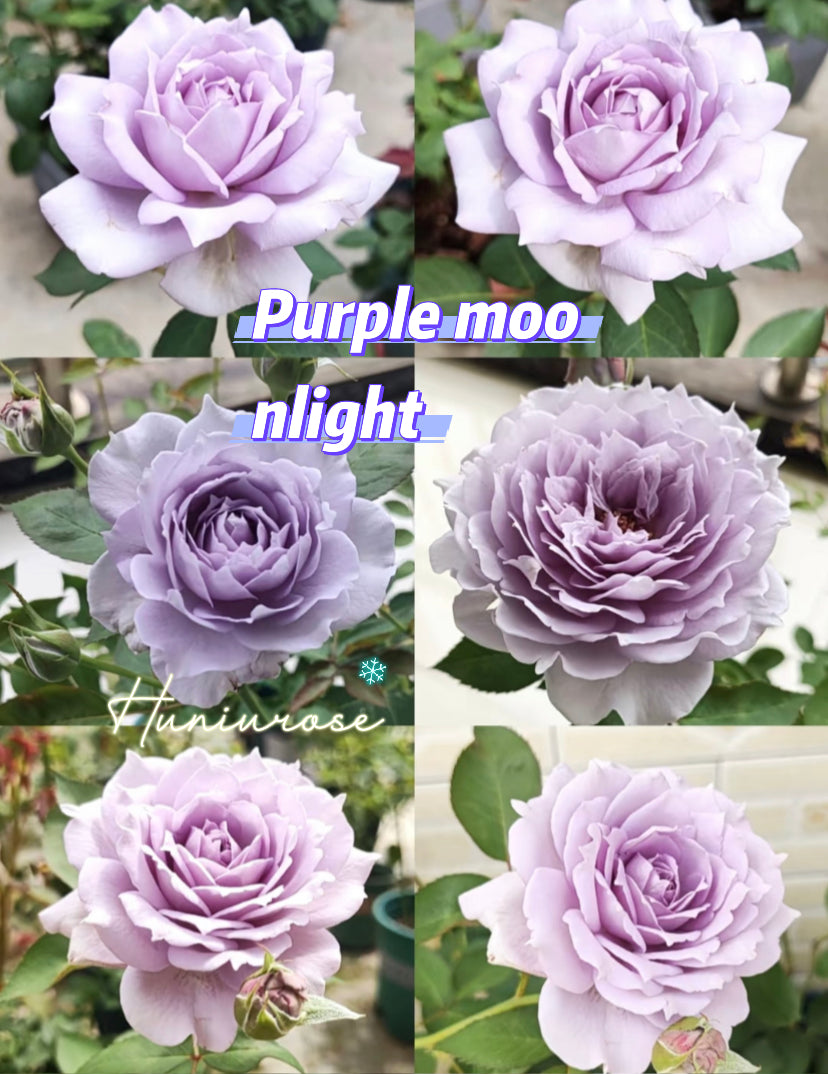 Purple moonlight Asia rose