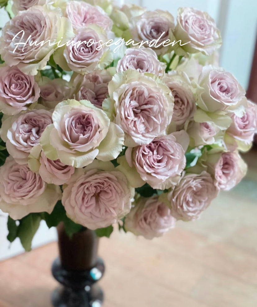 Cutting rose Natre dame