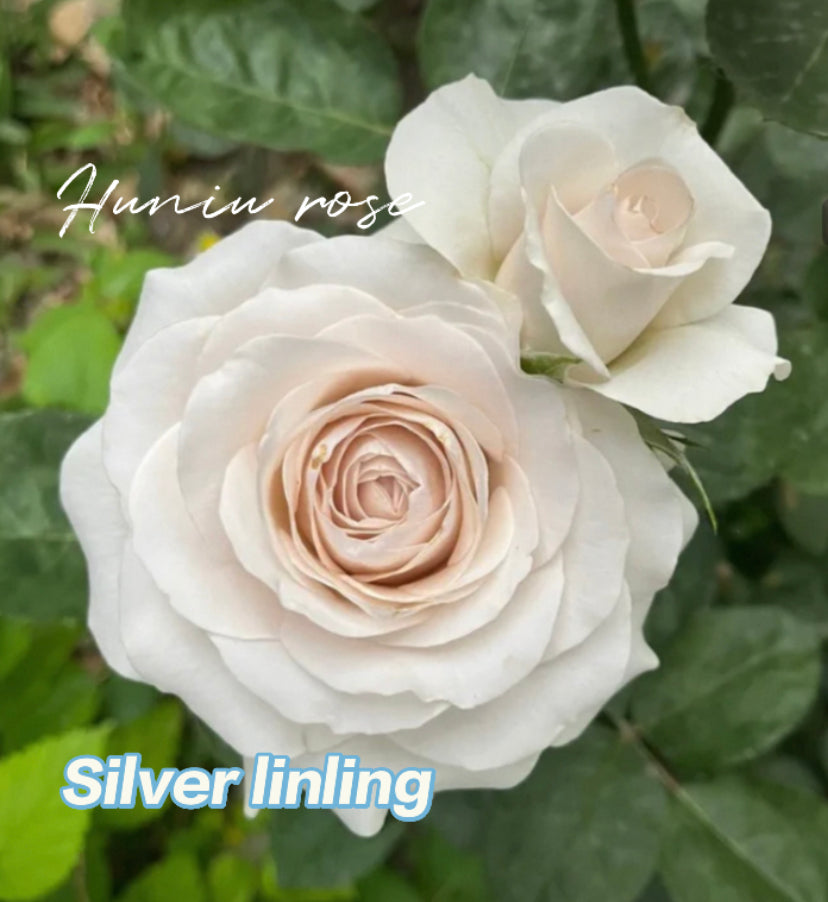 Silver linling cutting rose
