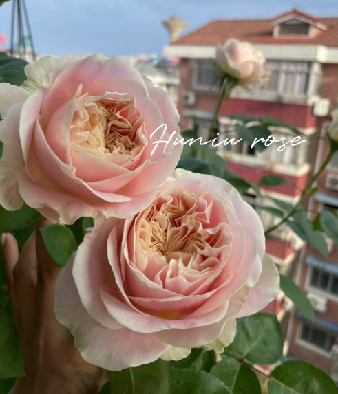 Chiffon cutting rose