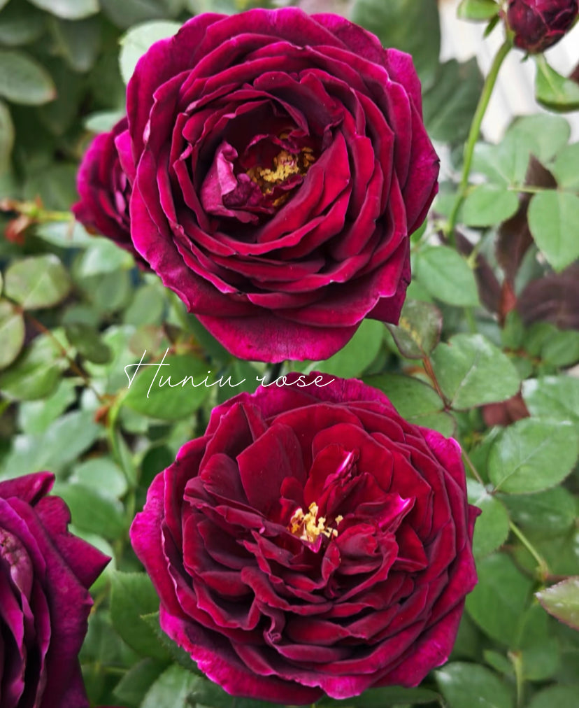 Royal place Japanese rose