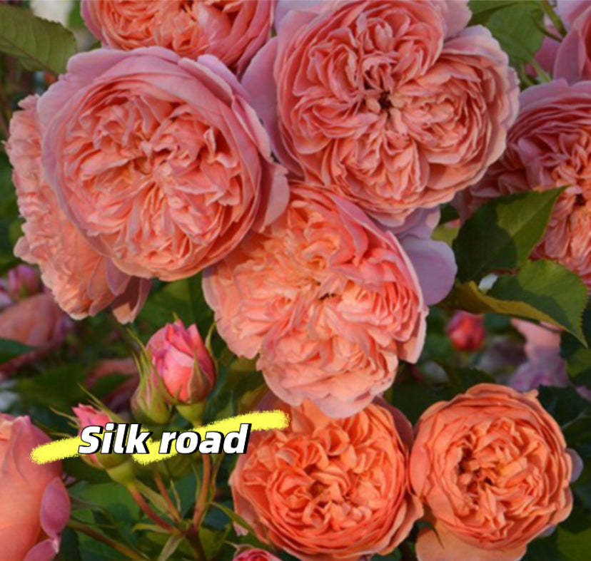 Silk Road Japanese rose丝绸之路