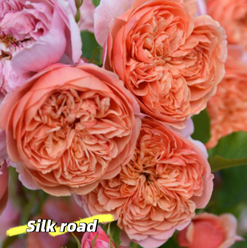 Silk Road Japanese rose