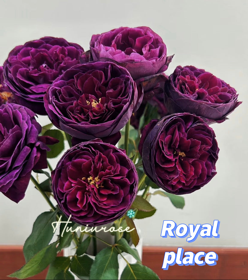 Royal place Japanese rose