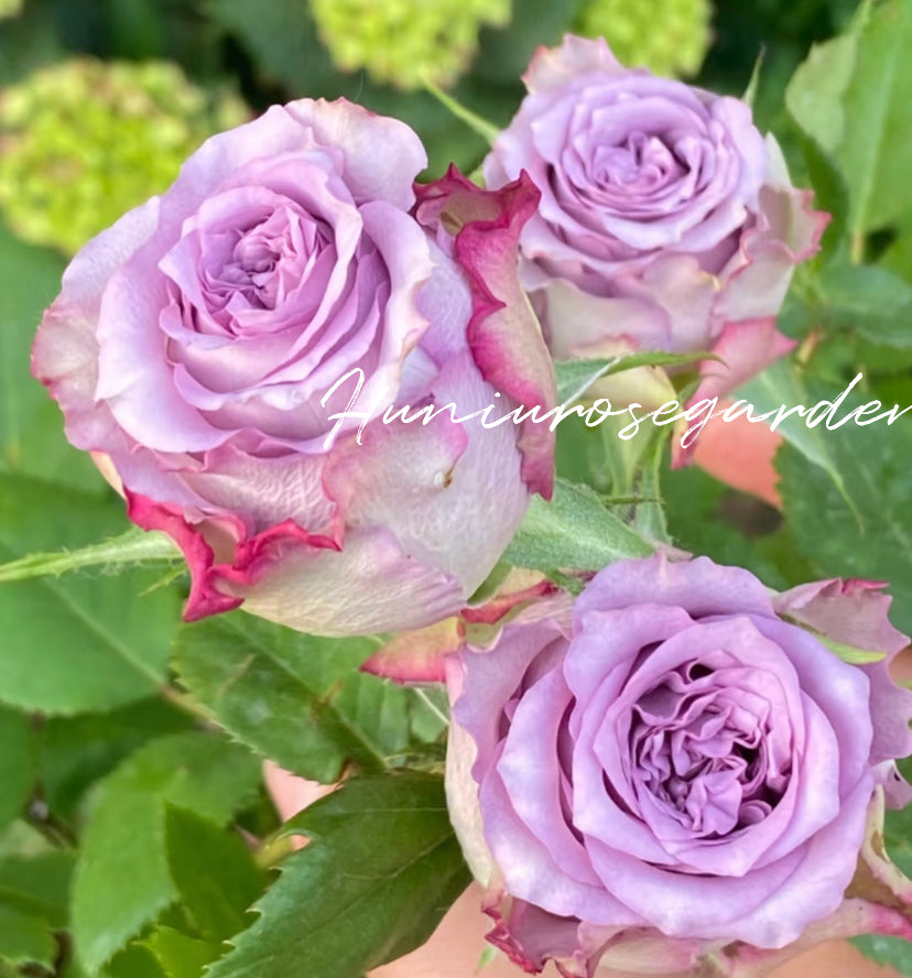 Dolcetta cutting rose