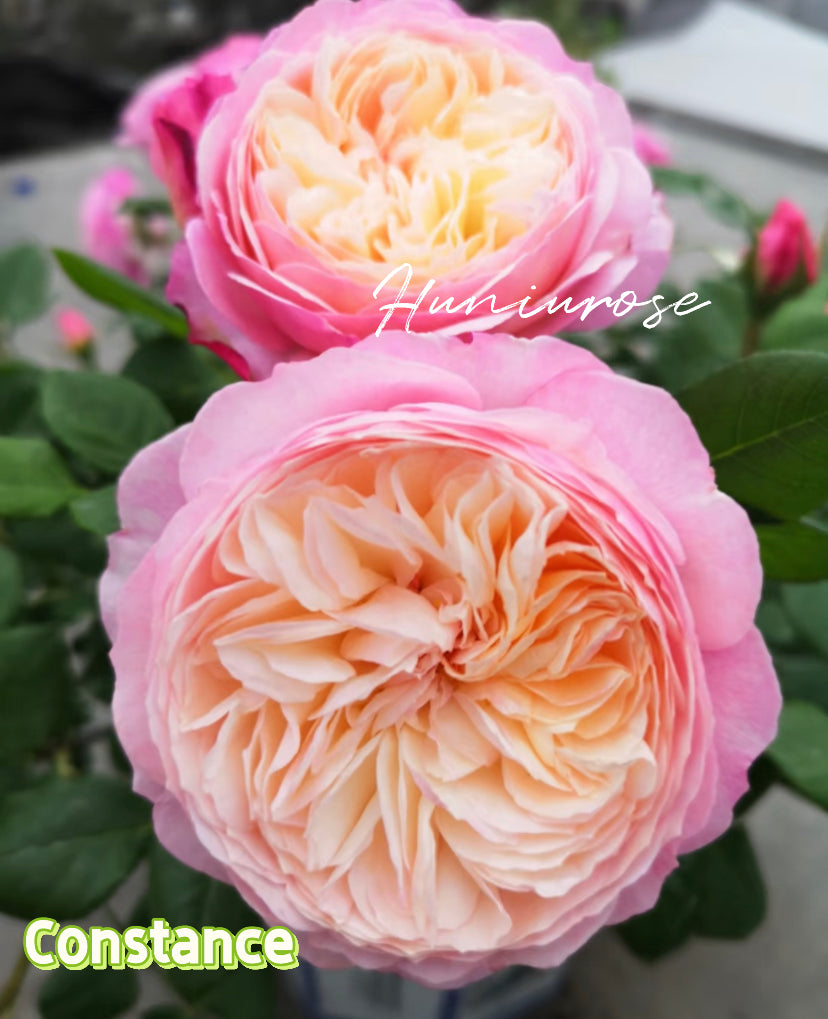 Wedding rose Constance DA