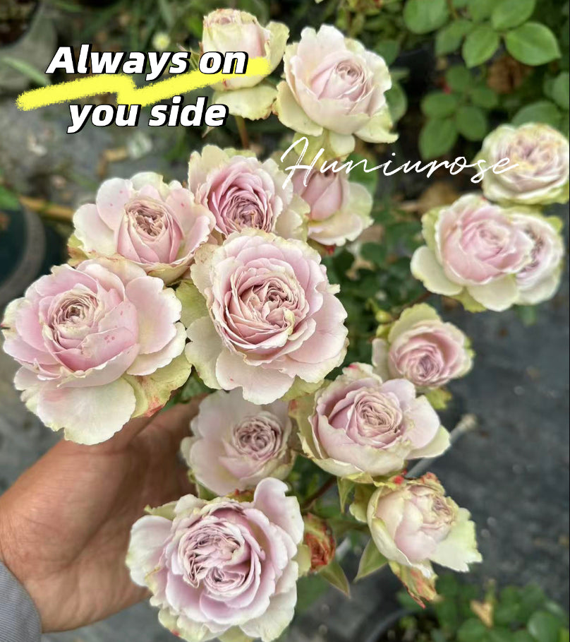 Always on you side Japanese rose