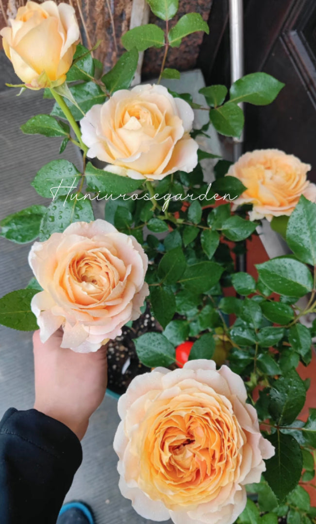 Caramel antike cutting rose