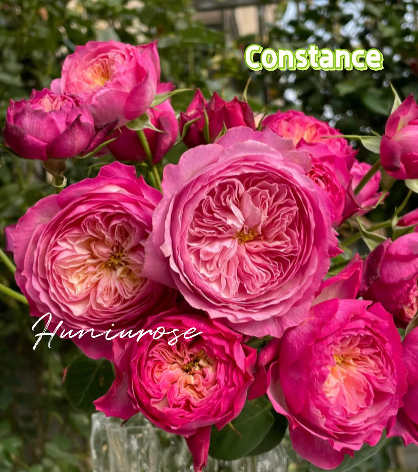 Wedding rose Constance DA