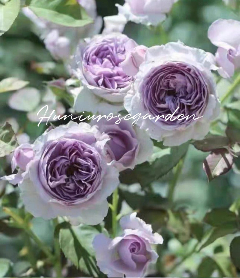 Lilas Japanese rose