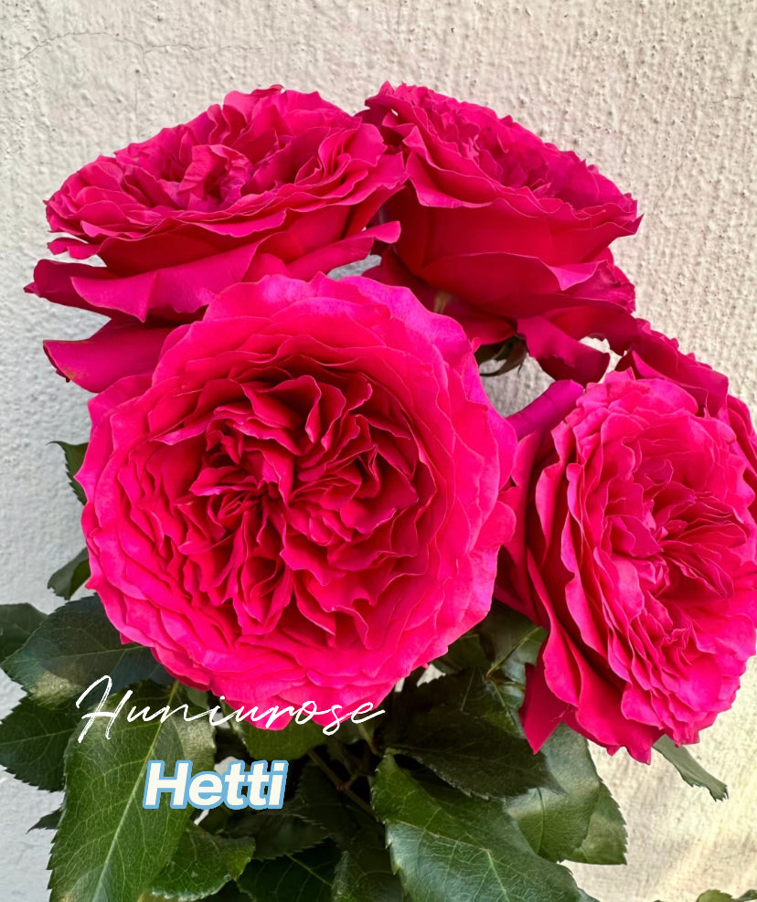 English Wedding cutting rose Hettie