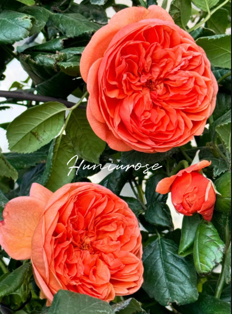 David Austin Summer Song rose in July