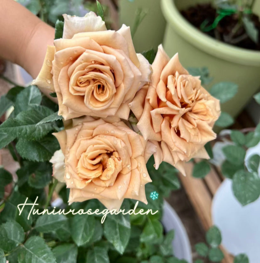 Toffee cutting rose
