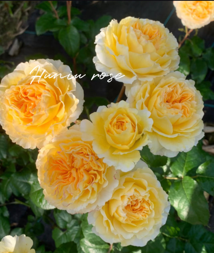 Wedding cutting rose Beatrice