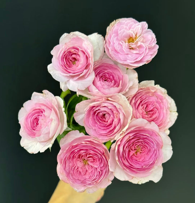 Japanese rose Mon coeur
