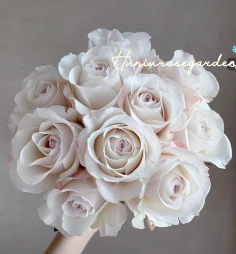 Silver linling cutting rose