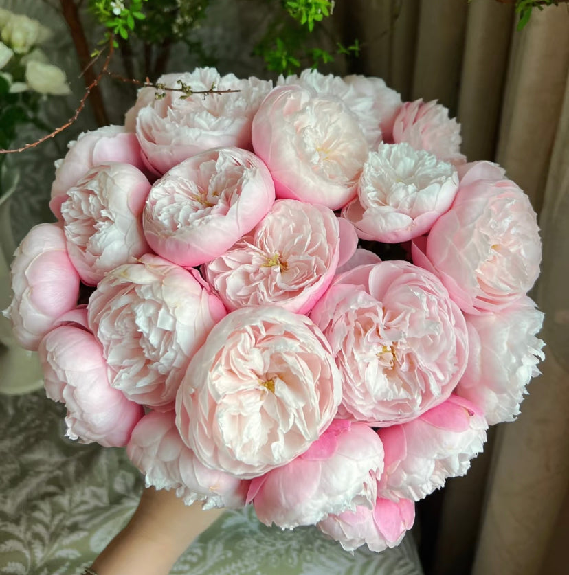 Japanese rose plume