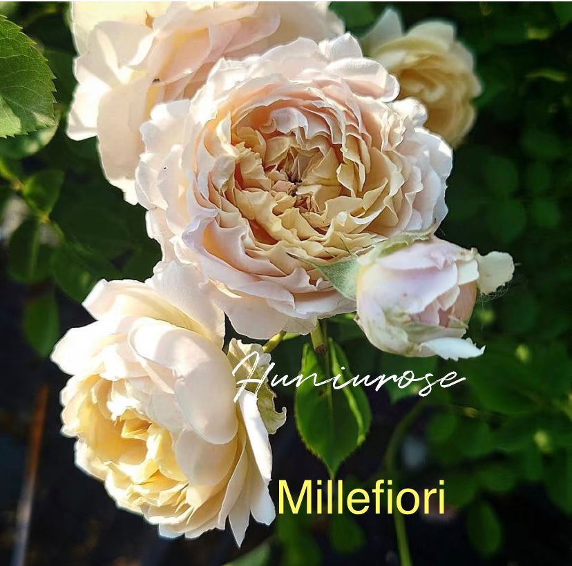 Japanese 2025 new millefiori