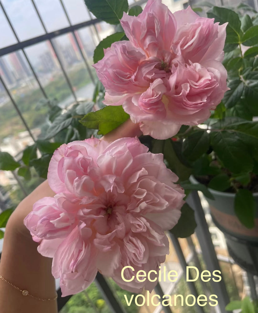 Cecile Des volanges Japanese rose