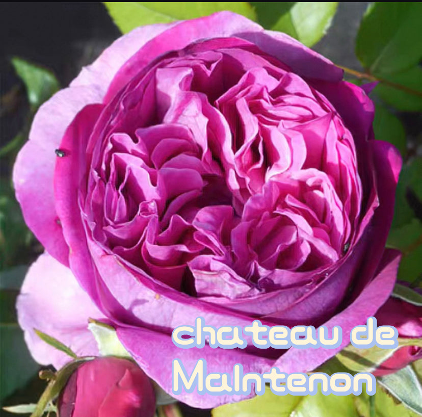 Chateau de Malntenon French strong fragrance