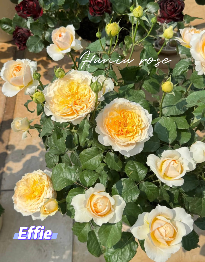 Effie wedding cutting rose DA