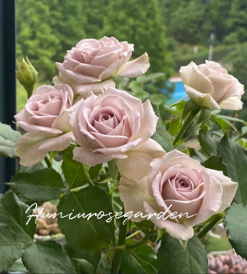 Cutting rose Natre dame