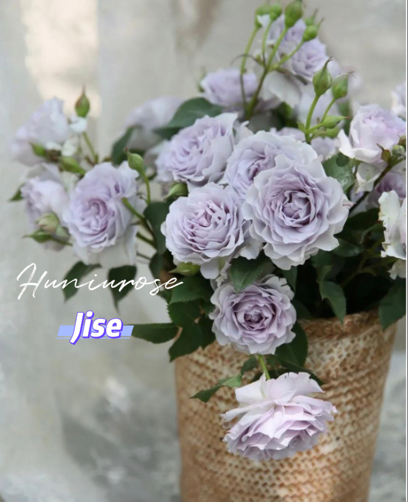 Jise Asia rose