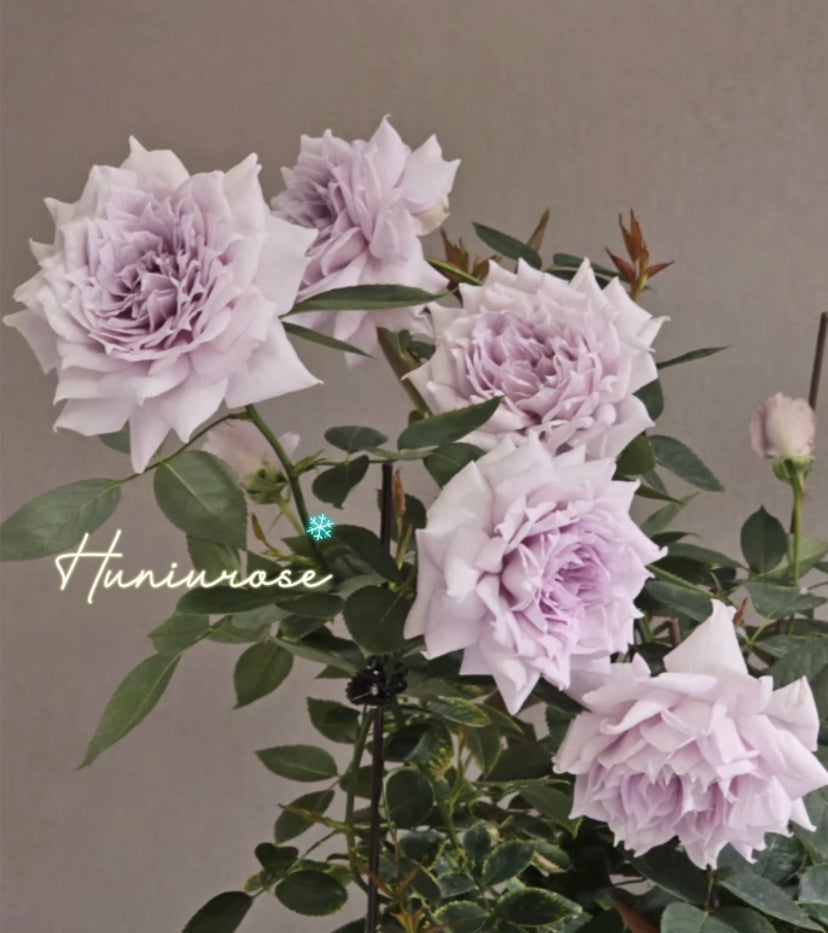 Purple moonlight Asia rose