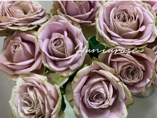 Always on you side Japanese rose