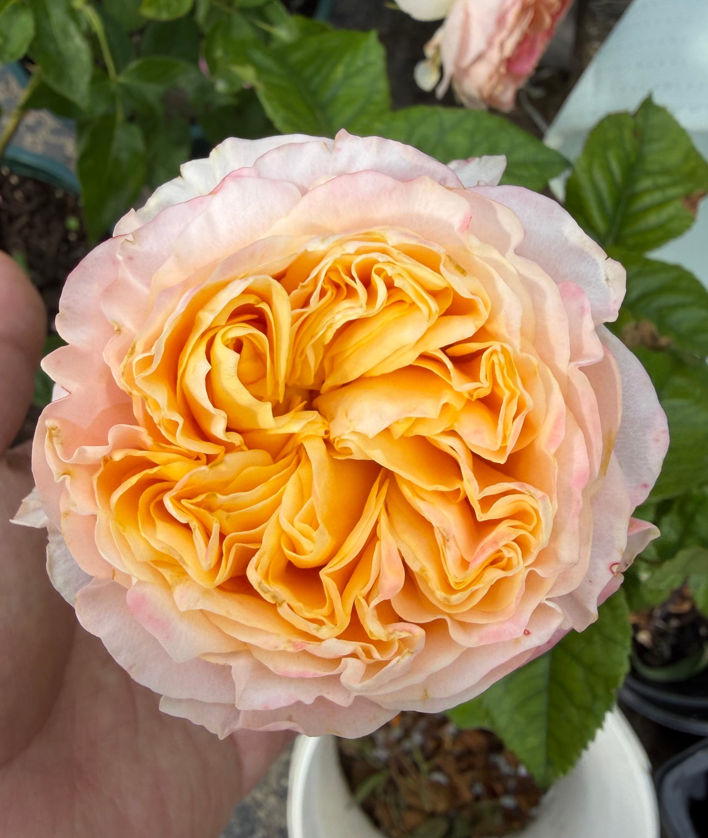 New! Wabara Japanese beehive very beautiful rose plant 蜂巢