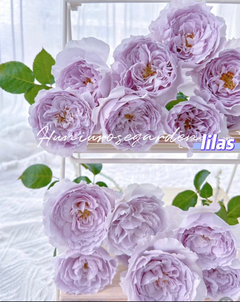 Lilas Japanese rose
