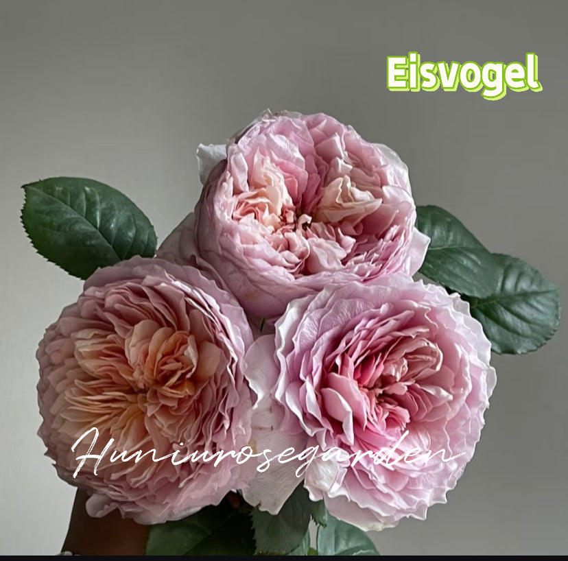 Germany Tantau Eisvogel rose