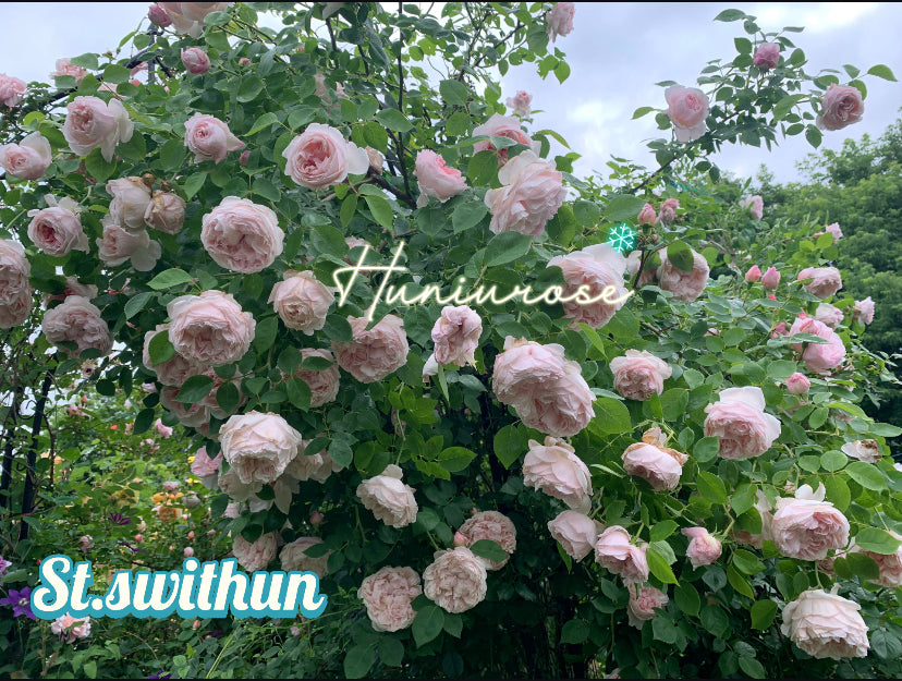David Austin St. Swithun climbing rose