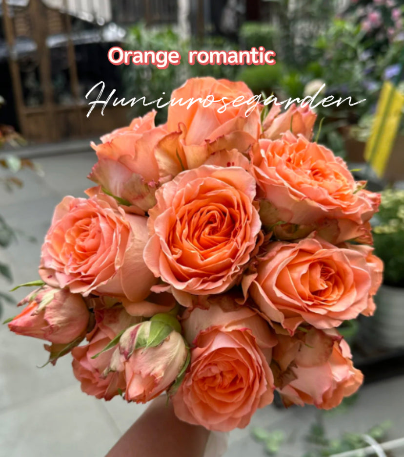 Orange romantic