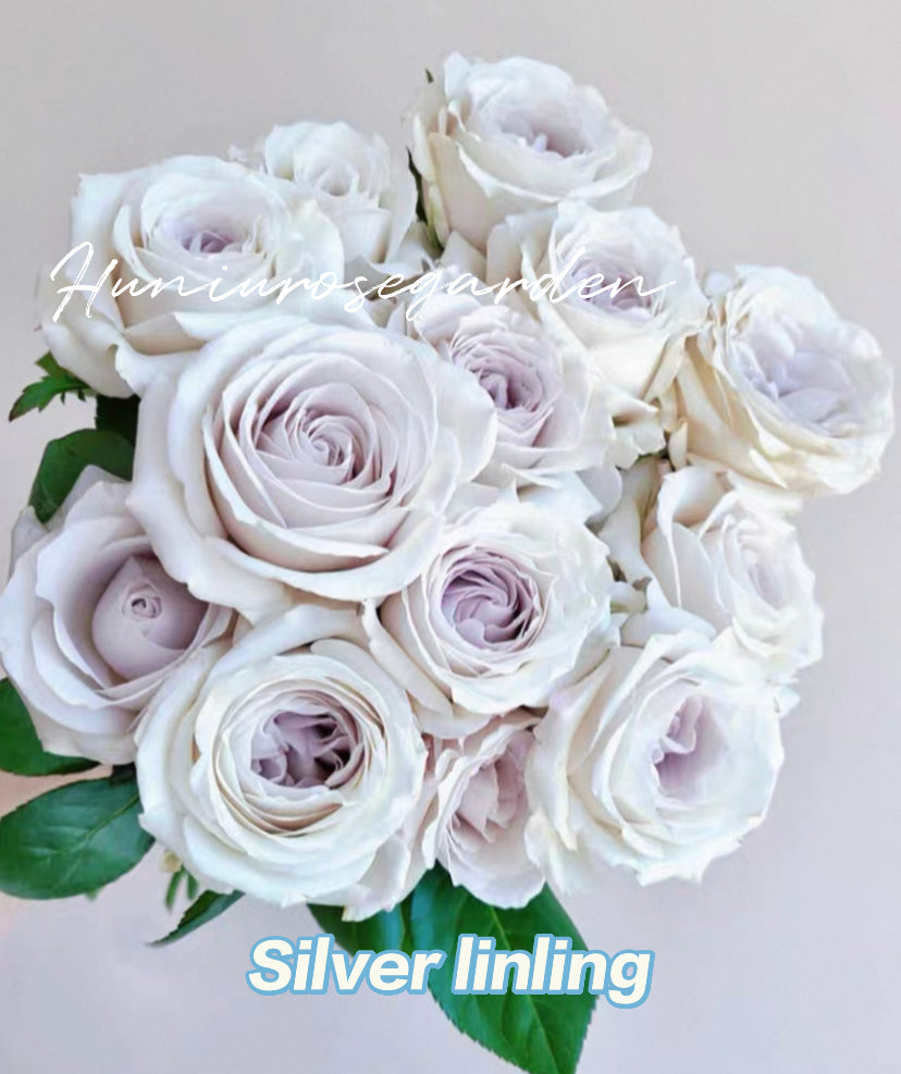 Silver linling cutting rose